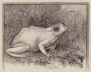 Une grenouille albinos (gravure) - William James Webbe