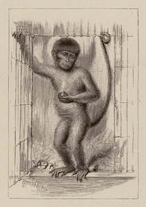 Le singe-nègre - William James Webbe