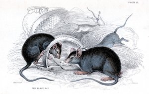 Gravure de rat noir pris au piège, 1838 - William Jardine