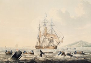 Chasse à la baleine dans les mers du Sud, gravure de William John Huggins - William John Huggins