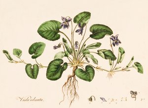 Viola odorata, Violette odorante - William Kilburn