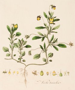 Viola tricolor, Pensée sauvage, vers 1770-1790 - William Kilburn