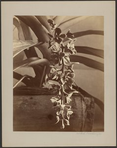 Orchidées, Ceylan - William Louis Henry Skeen