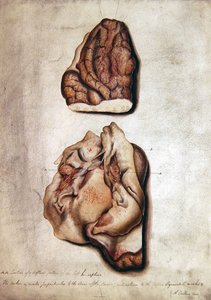 Étude du cerveau III, vers 1850