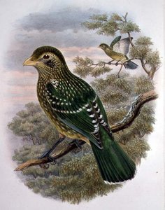 Ailuroedus Crassirostris, Oiseau-chat vert