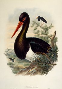 Cigogne noire (Ciconia nigra), lithographie de "Les Oiseaux de Grande-Bretagne"