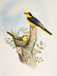 Minivet à croupion brun (Pericrocotus cantonensis), lithographie des Oiseaux d