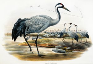 Grue cendrée (Grus cinerea), lithographie des Oiseaux de Grande-Bretagne