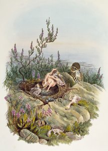 Coucou gris, par John Gould (1804-1881), lithographie par William Matthew Hart (1830-1908), Royaume-Uni - William Matthew Hart