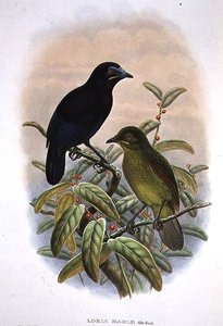 Loria Loriae, Oiseau de paradis de Loria