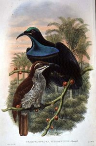 Ptiloris Magnificus, Oiseau de Paradis Fusil (lithographie en couleur) - William Matthew Hart