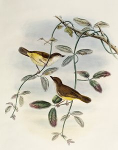 Gerygone à ventre jaune (Gerygone chrysogaster), lithographie de Birds of Asia