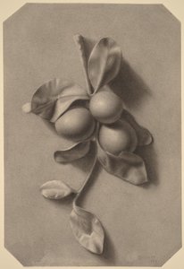 Un rameau de prunes - William Michael Harnett