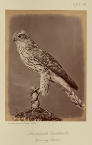 Autour des palombes, jeune mâle - William Notman