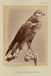 Faucon des marais ; busard