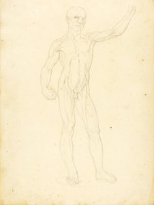 (Une Ecorche, vue de face)