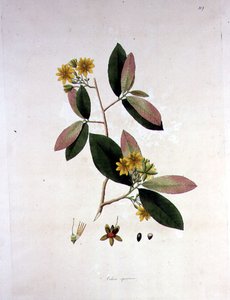 Ochna squarrosa, illustration de 