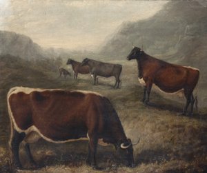 Cinq bovins de Glamorgan