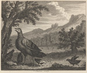 La dinde et la fourmi - William Skelton