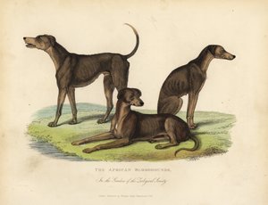 Chiens de chasse africains dans les jardins de la Société zoologique - William Smellie