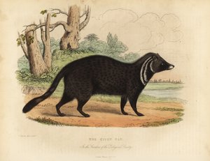 Civette africaine, Civettictis civetta - William Smellie