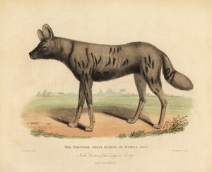 Chien de chasse africain, Lycaon pictus - William Smellie