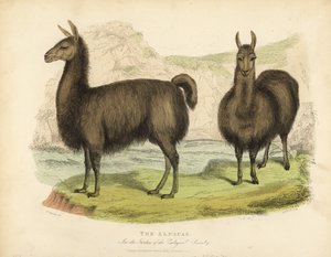 Alpaga, Vicugna pacos - William Smellie
