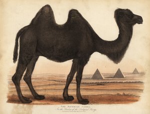 Chameau de Bactriane, Camelus bactrianus