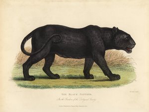 Panthère noire, Panthera pardus ou Panthera onca