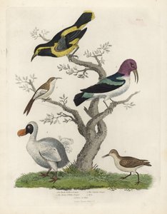 Grimpereau noir et jaune, grimpereau brun et blanc, Certhia americana, grimpereau de Cayenne, Dacnis cayana, Dodo, Raphus cucullatus, et purre ou bécasseau, Calidris alpina. Gravure sur cuivre coloriée à la main par un artiste inconnu de l