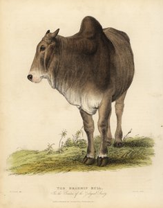 Race Brahma de zébu, Bos taurus indicus - William Smellie