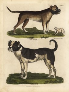 Races de chiens, Canis lupus familiaris - William Smellie