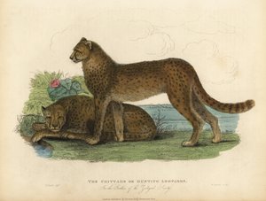Guépard, Acinonyx jubatus