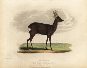 Chevreuil européen, Capreolus capreolus - William Smellie