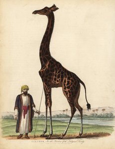 Girafe, Giraffa camelopardalis
