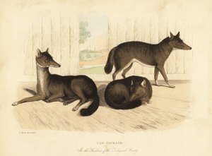 Chacal doré, Canis aureus - William Smellie