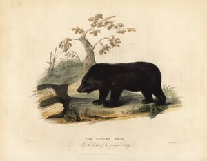 Ours noir de l