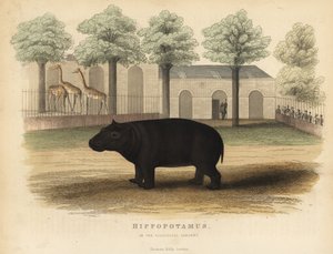 Hippopotame, Hippopotamus amphibius - William Smellie
