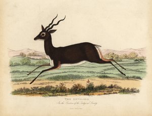 Antilope indienne ou blackbuck, Antilope cervicapra