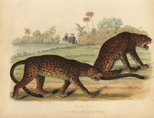 Léopards, Panthera pardus