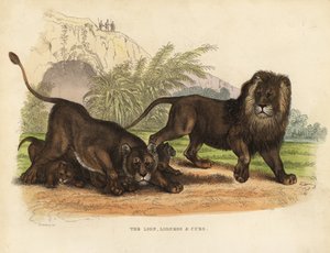 Lion, Lionne et Lionceaux, Panthera leo - William Smellie