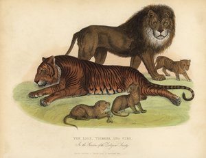 Lion, Tigresse et petits - William Smellie
