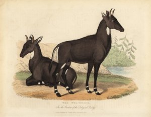 Nilgaut ou taureau bleu, Boselaphus tragocamelus - William Smellie