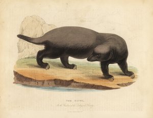Ratel ou blaireau à miel, Mellivora capensis - William Smellie