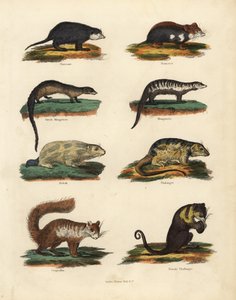 Espèces de rongeurs - William Smellie