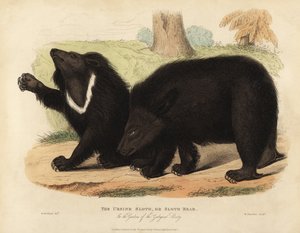 Ours lippu, Melursus ursinus. Vulnérable - William Smellie