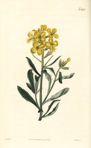 Giroflée odorante, Erysimum odoratum (Moutarde alpine odorante, Erysium lanceolatum minus). Gravure sur cuivre coloriée à la main par Weddell d