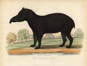 Tapir d