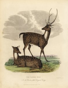 Cerf des marais ou barasingha, Rucervus duvaucelii