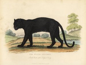 Le Léopard noir, Panthera pardus